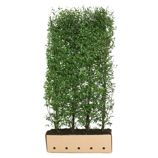 QuickHedge Wilde ligusterhaag